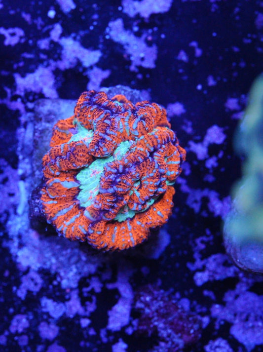 Ultra red symphylia