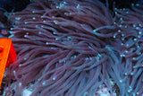 Ultra rare long Fungia plate coral