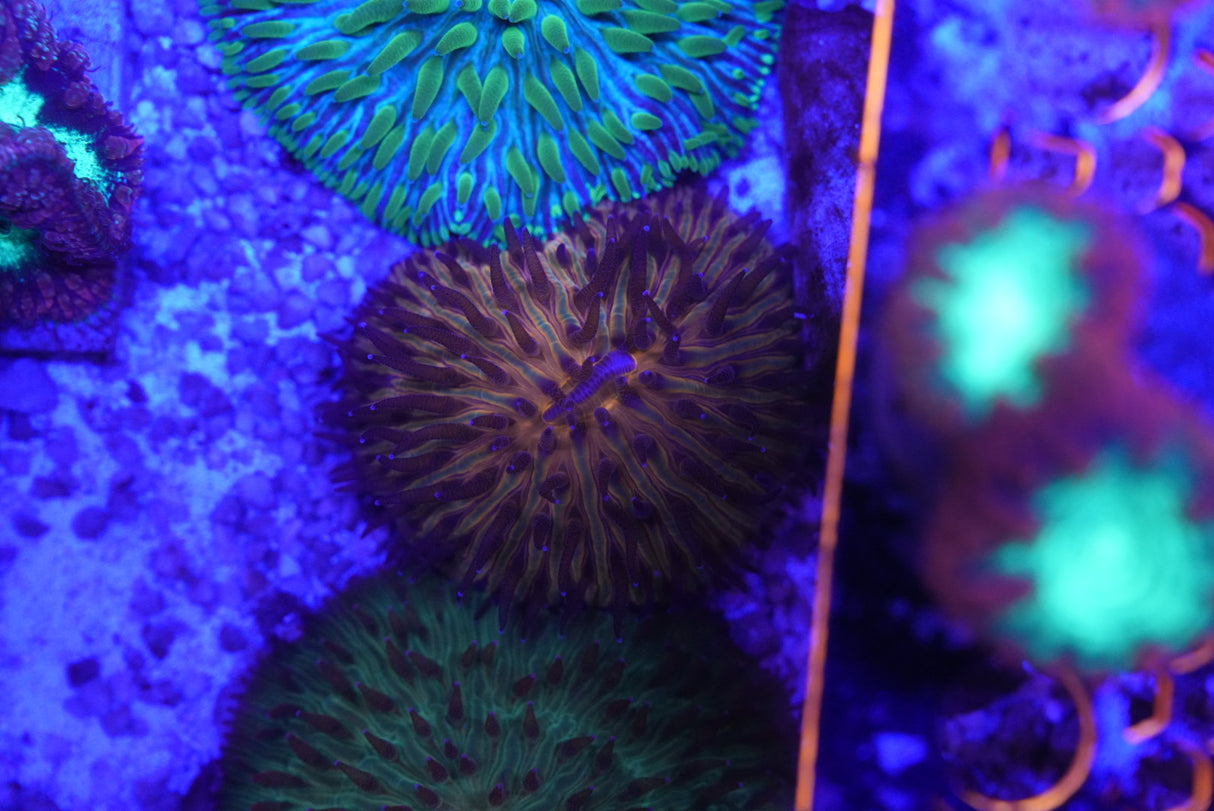 Fungia plate coral