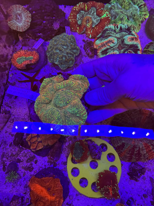 Rainbow lobo