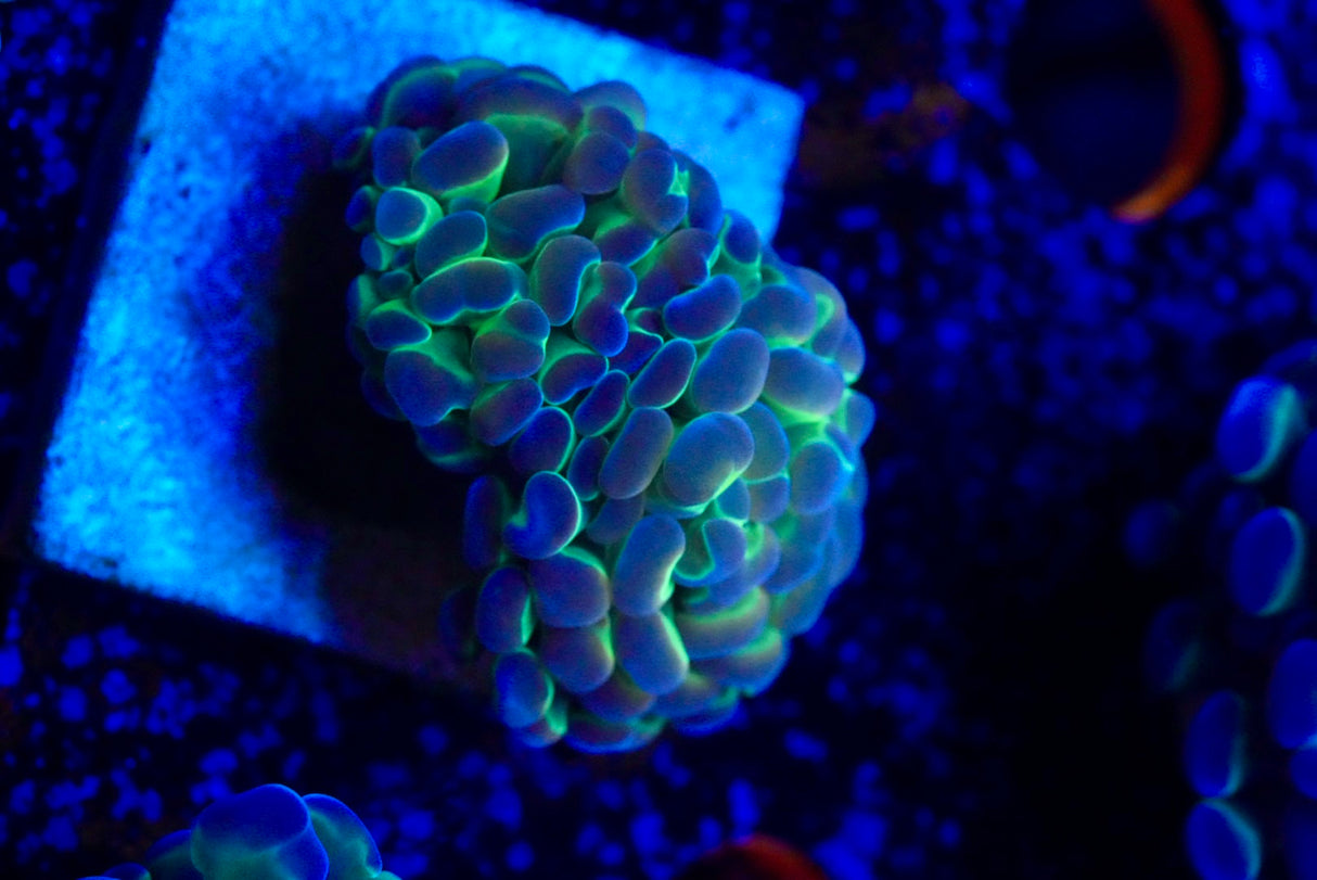 Hologram Hammer