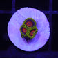 CC spitfire zoa