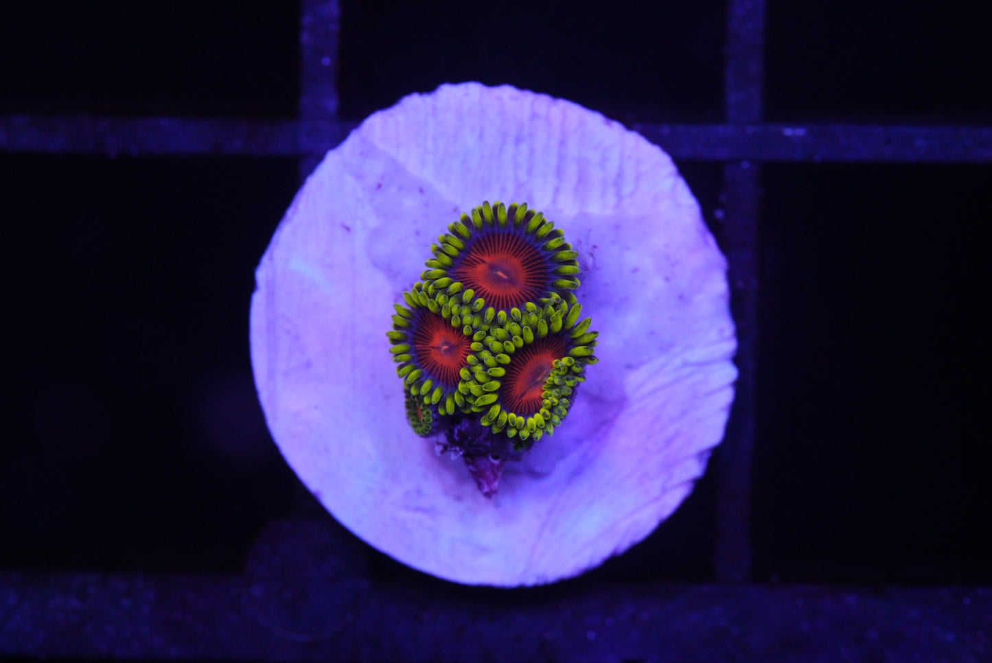 CC spitfire zoa