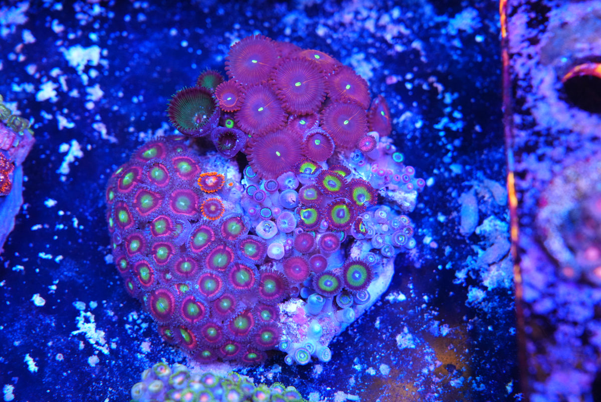 ZOA colony