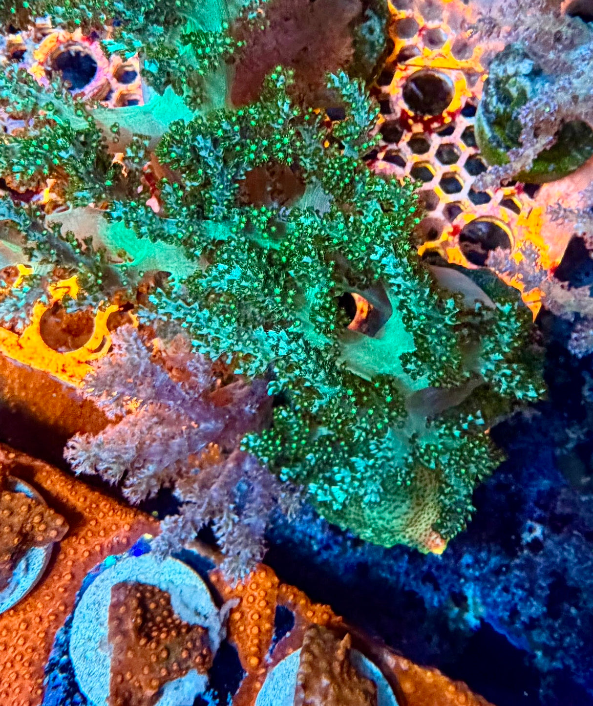 Green leather coral