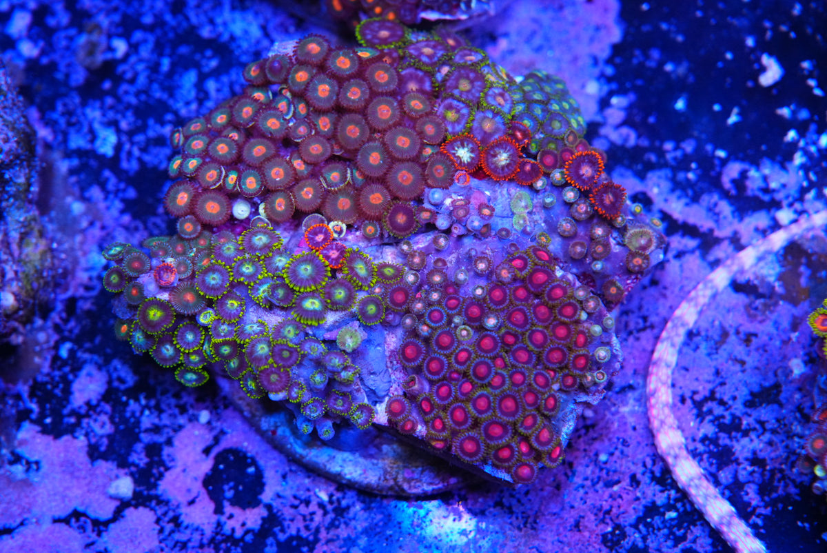 ZOA colony