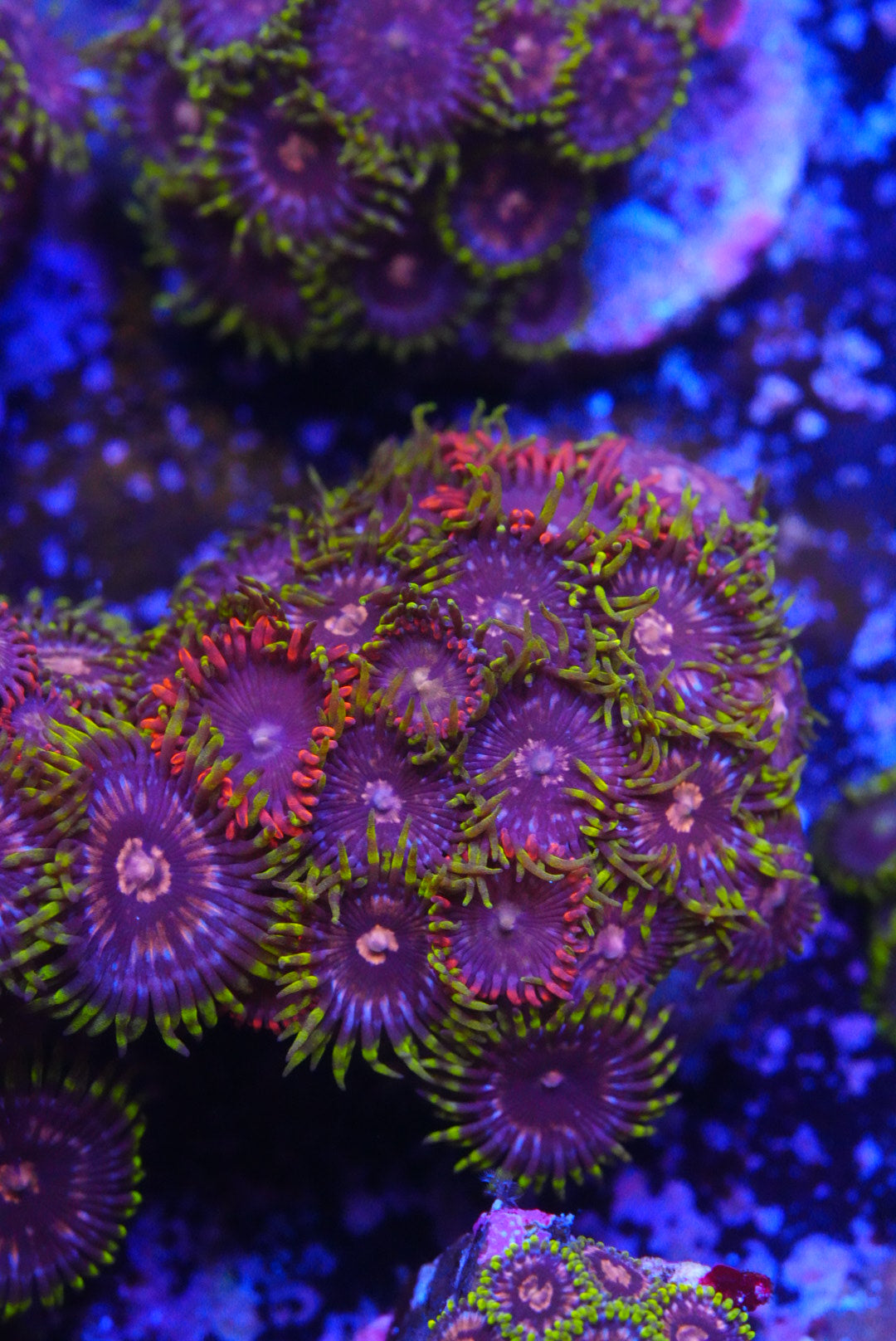 Zoa mix