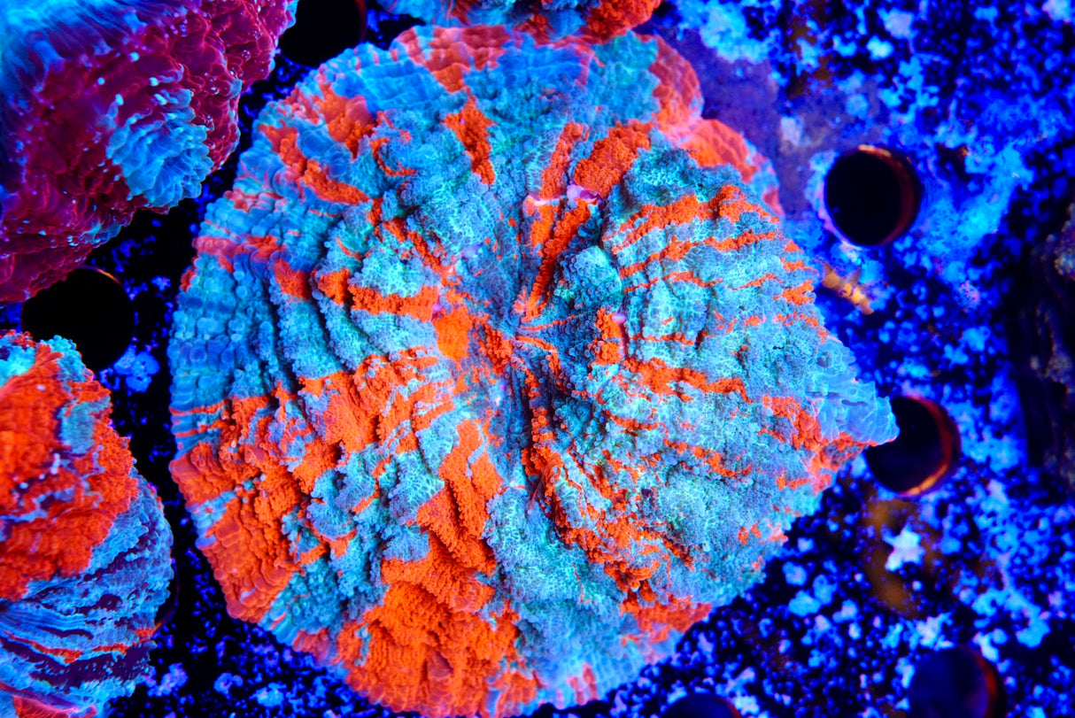 Acanthos