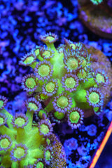 Glitterbomb glitter goniopora