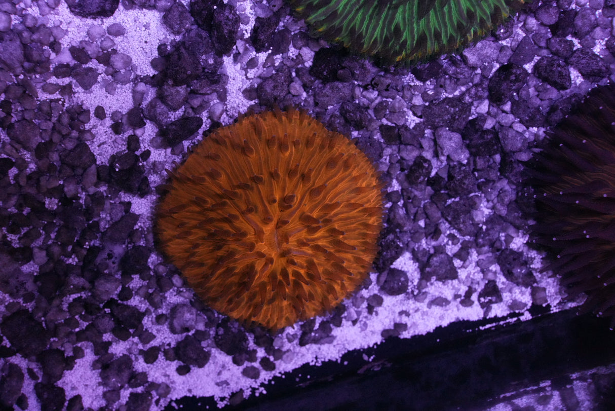 Fungia plate coral