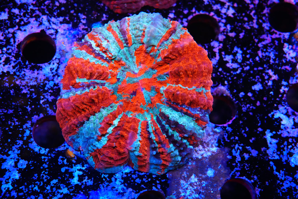 Acanthos