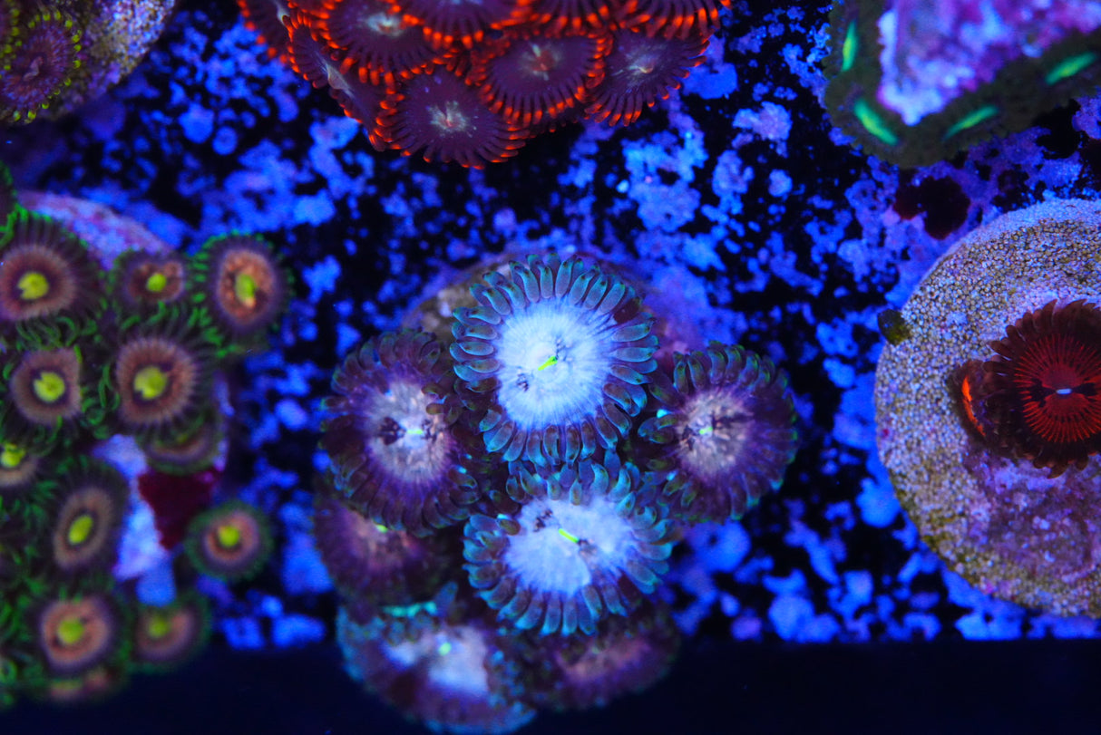 Phantom ZOA
