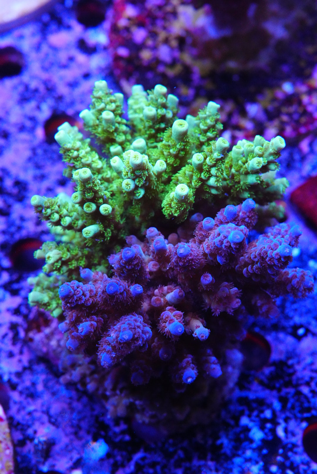 Acropora