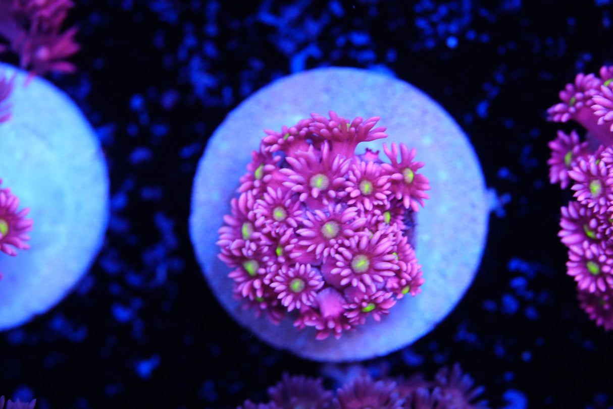 Pixie Dream Goniopora
