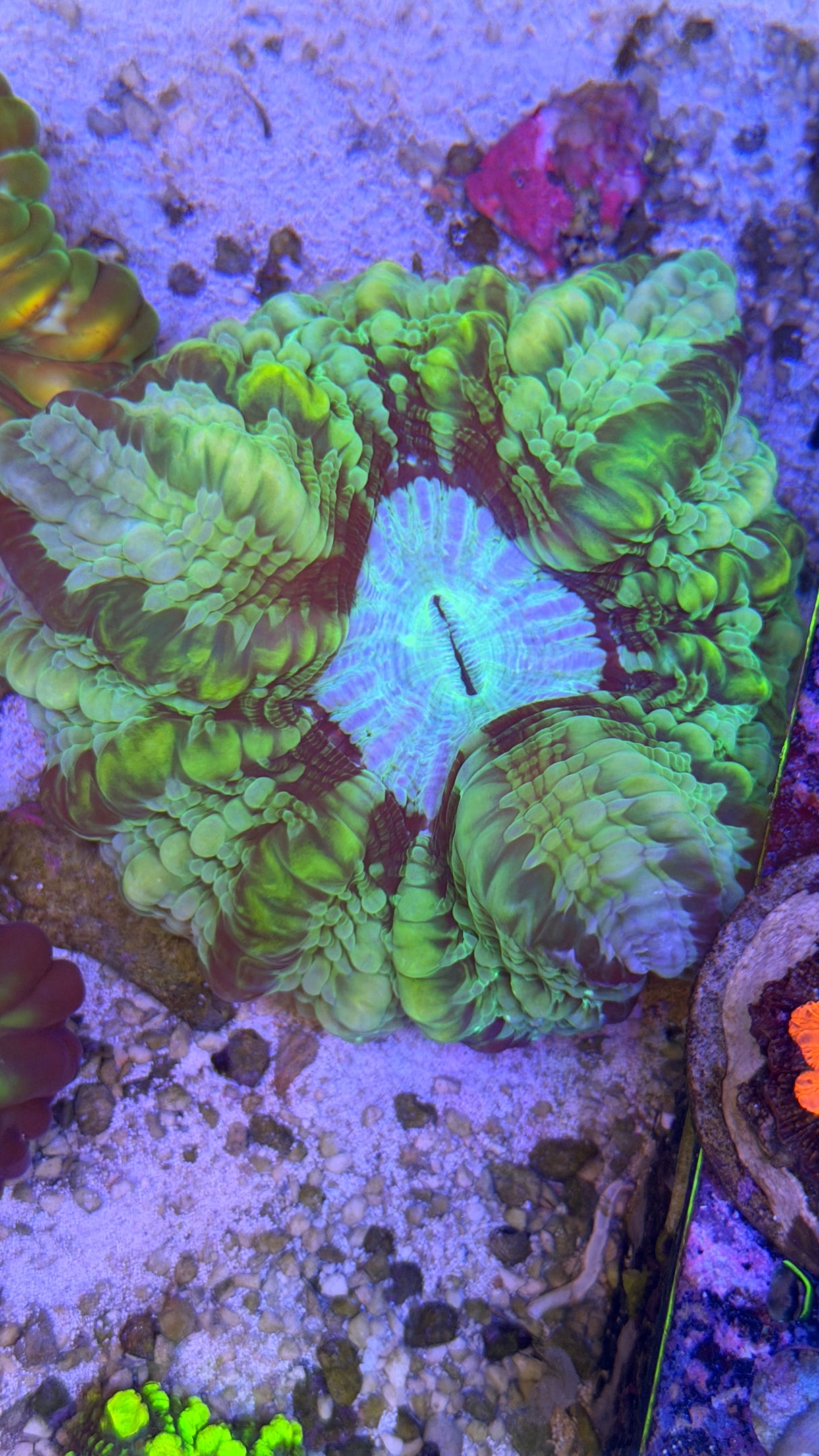 Ultra cynarina
