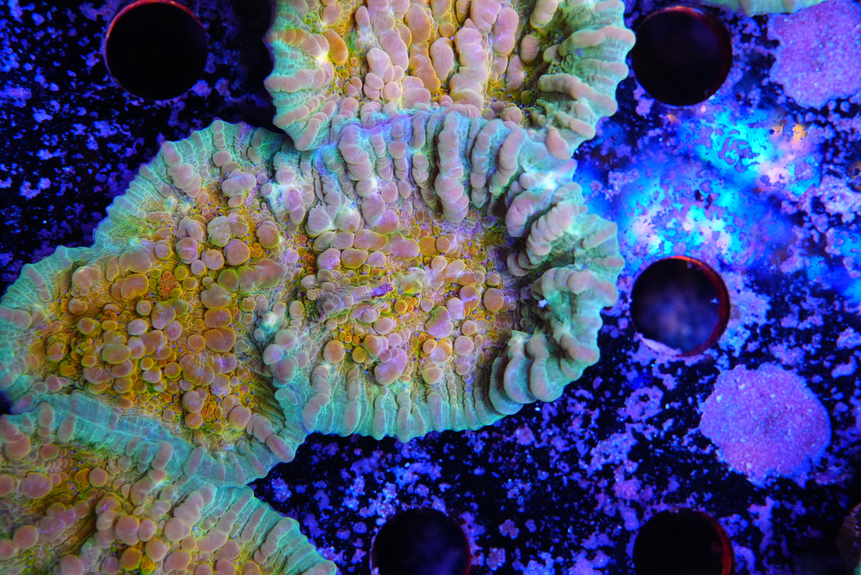 COSMIC CANDY CHALICE