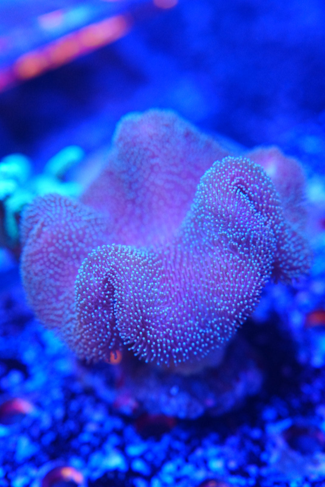 Toadstool