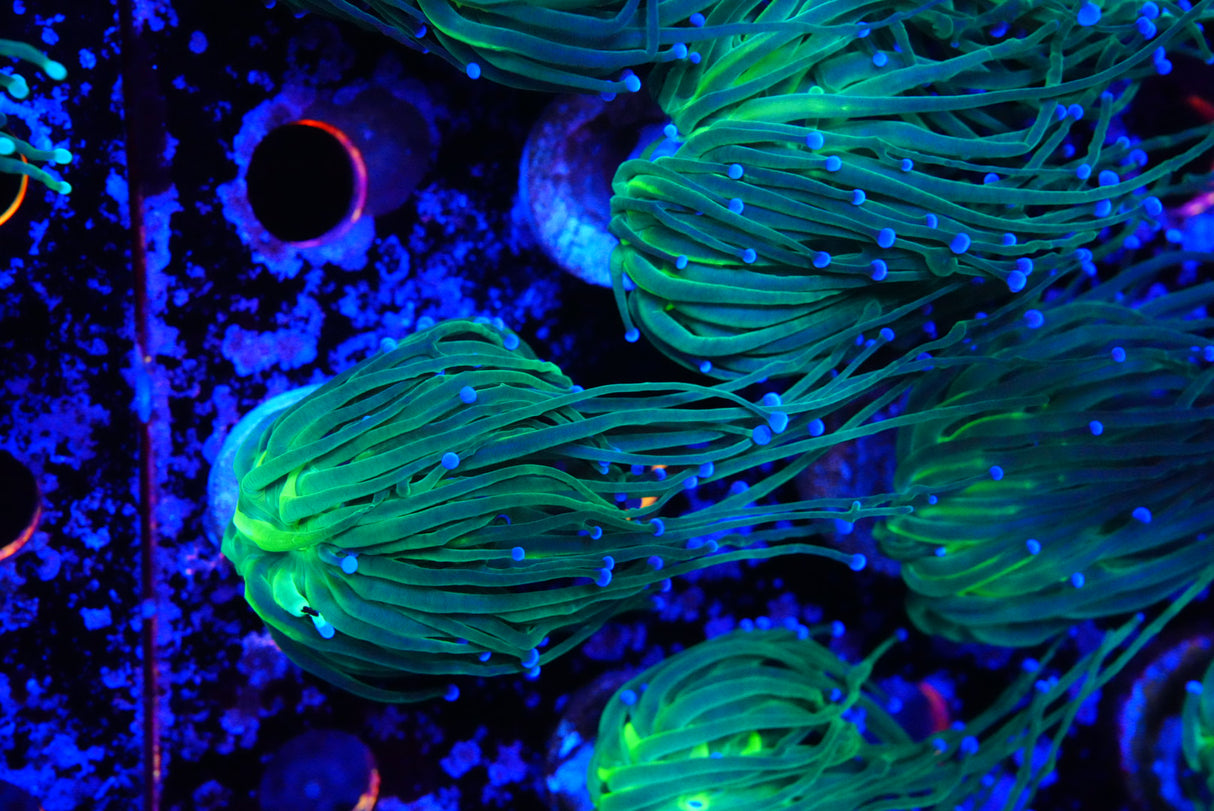 Blue tip torch