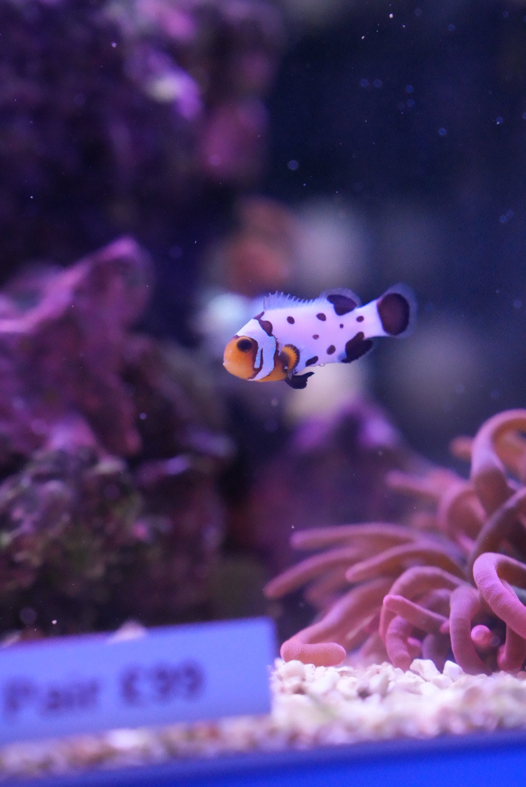 Black ice snowflake clownfish