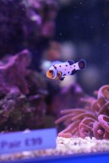 Black ice snowflake clownfish