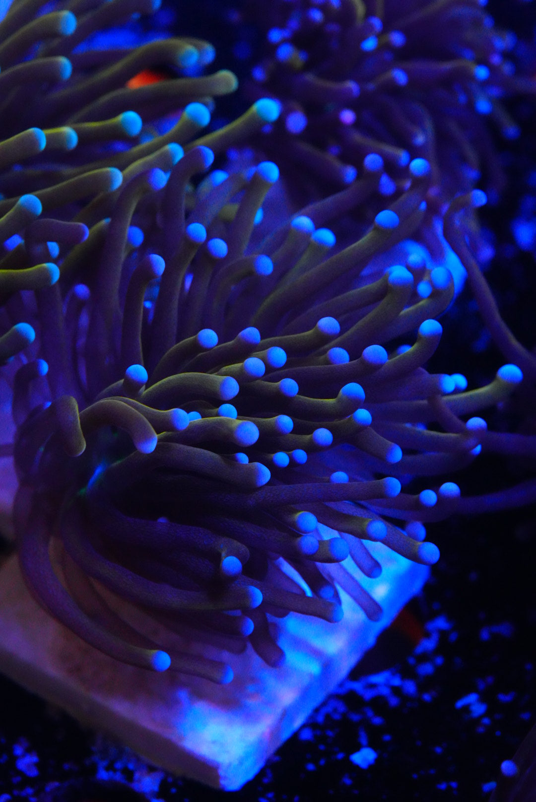 New Indo Gold torch coral