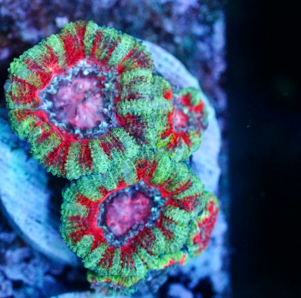 Cultured aussie acan