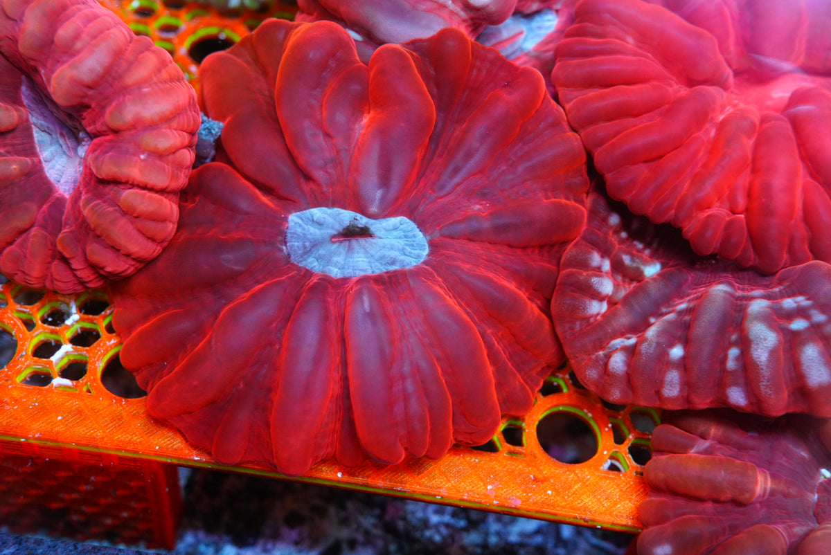 Red cynarina