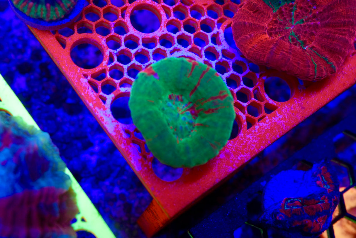 Bleeding Apple scolly