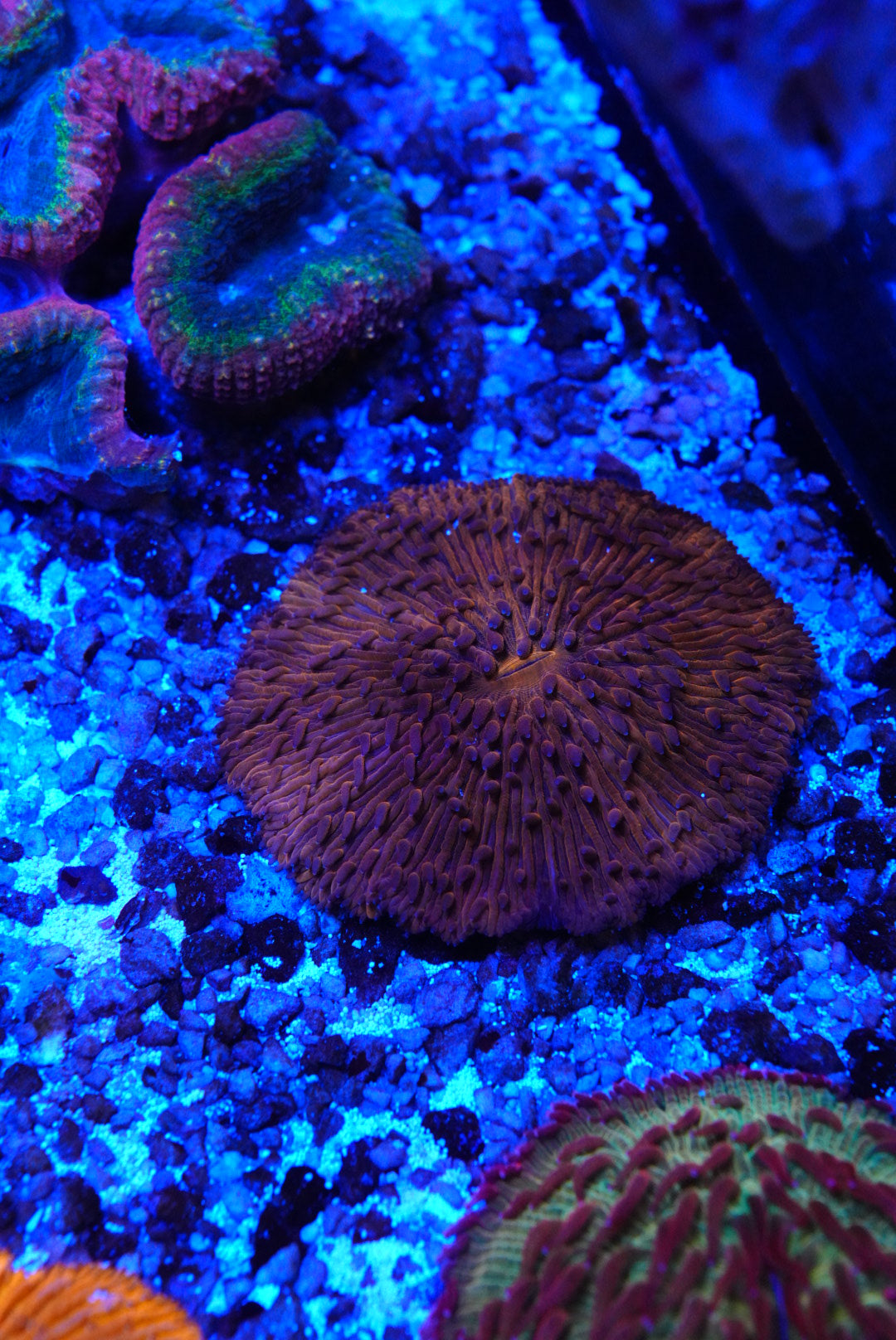 Fungia plate coral
