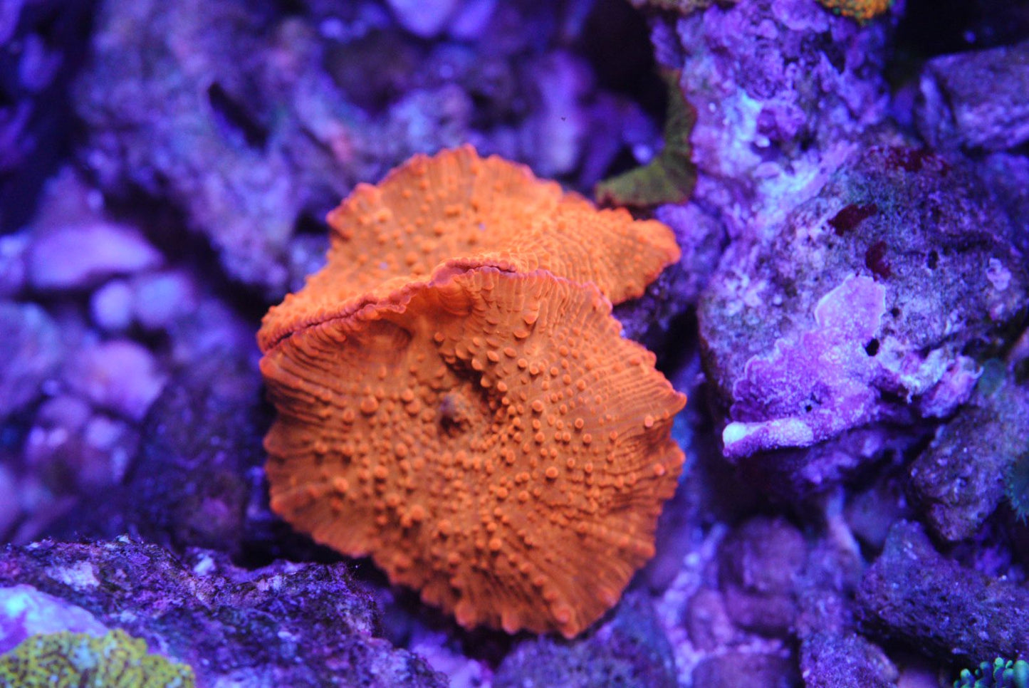 Orange Crush Mushroom