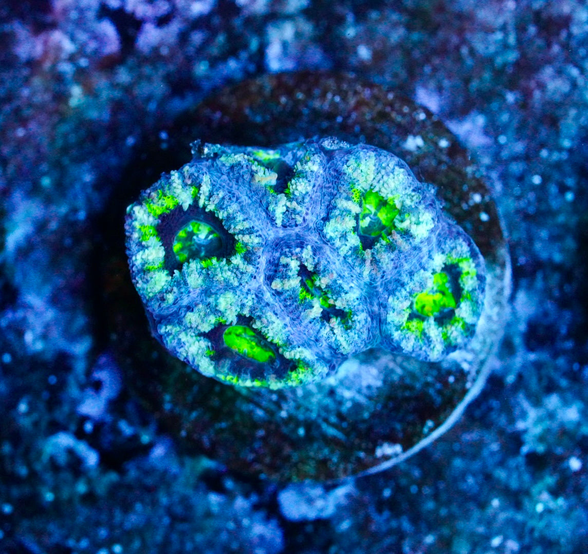 Cultured aussie acan