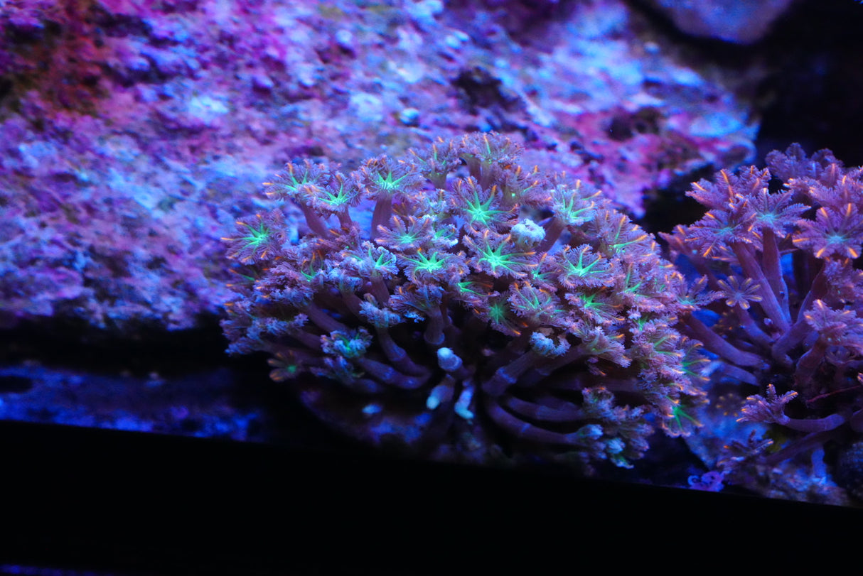 Firework Clove polyp colony