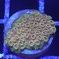 24k cyphastrea