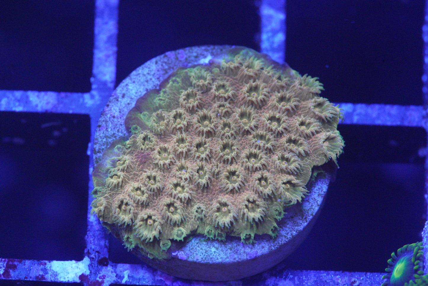 24k cyphastrea