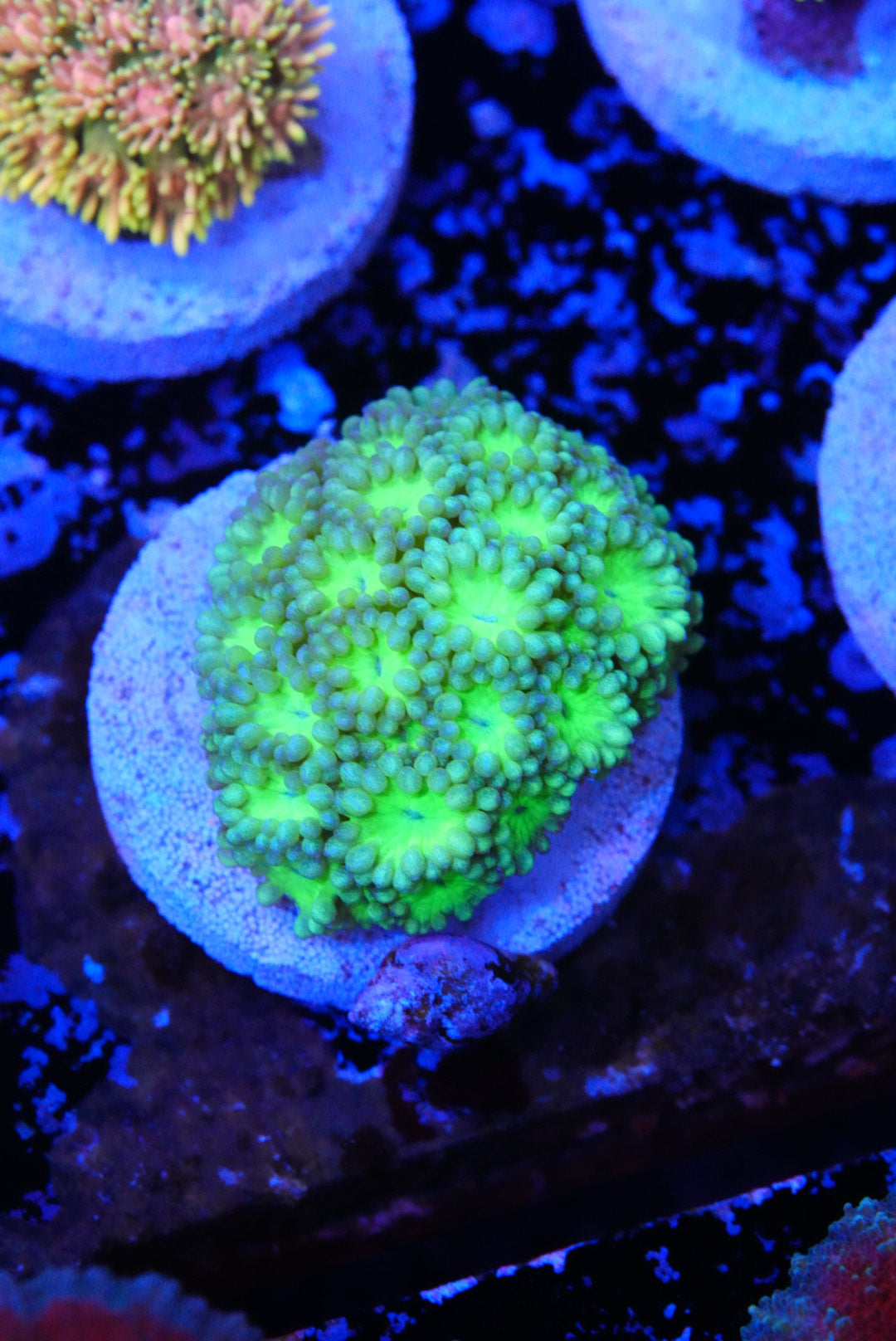 Ultra glitter Goniopora