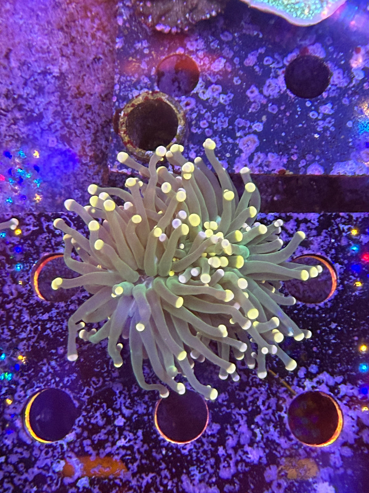WYSIWYG torch coral