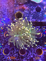 WYSIWYG torch coral