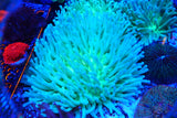 Ultra Long Fungia plate coral