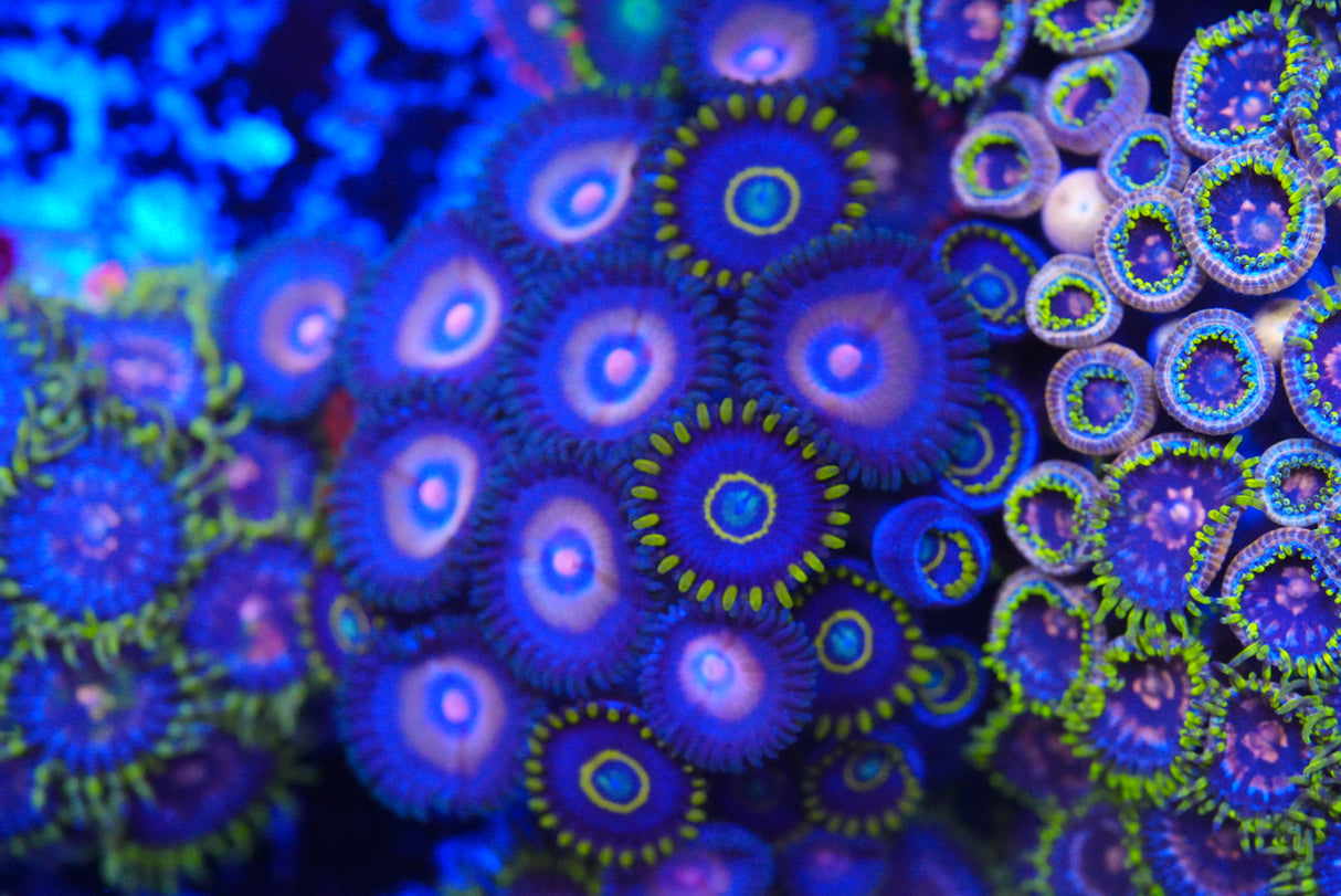 Zoa mix deal!