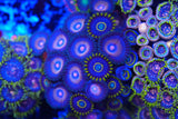 Zoa mix deal!