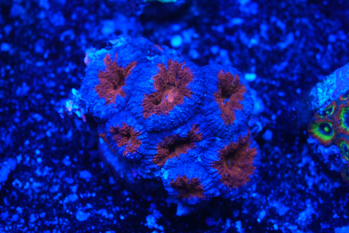 Stunning cultured ACAN