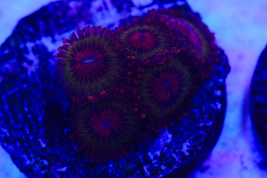 Beautiful zoa coral