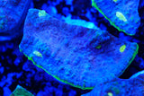 Jelly bean Chalice frags