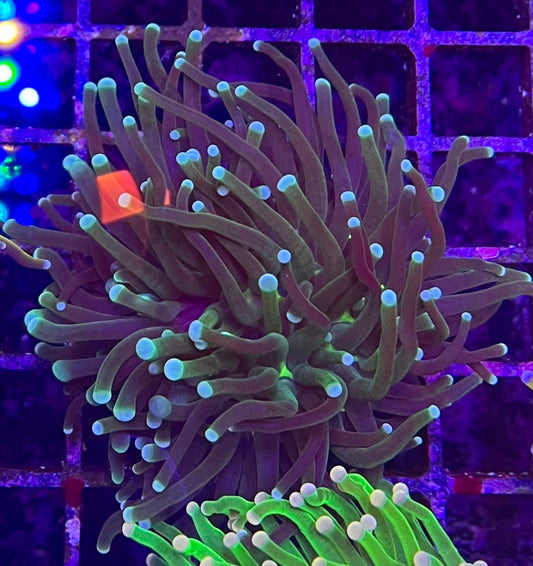 WYSIWYG Torch coral