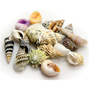Hobby Snail / Crab Shell Set Medium – 10pcs Natural Shells for Aquaria