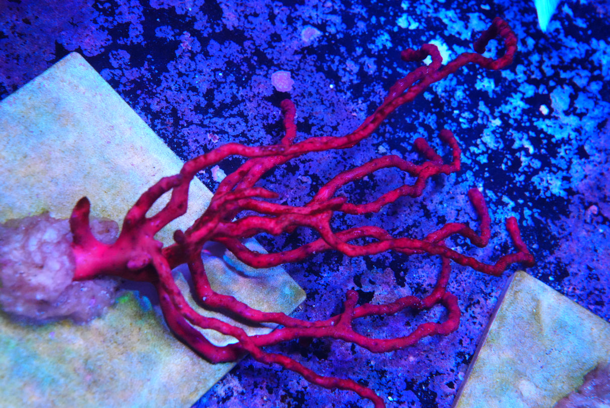 Red Finger Gorgonia