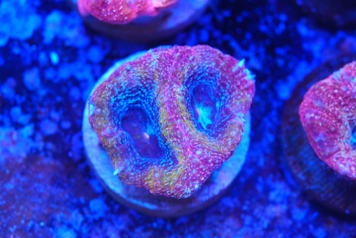 acan bowerbanki
