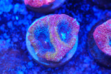 acan bowerbanki