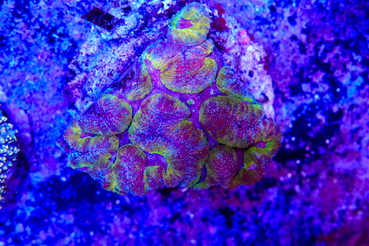 symphyllia coral