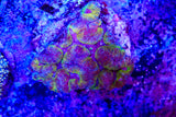 symphyllia coral